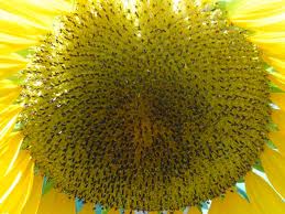 Sunflower Seeds Manufacturer Supplier Wholesale Exporter Importer Buyer Trader Retailer in Mumbai Maharashtra India